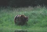 grizzly eating grass